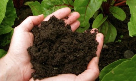 Than bùn trồng cây - Than Bùn Kiến Thành - Công Ty TNHH Một Thành Viên Sản Xuất Thương Mại Dịch Vụ Than Bùn Kiến Thành